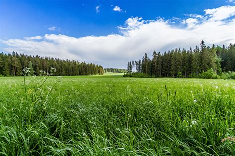 field, Grass, Forest, Trees, Sky, Landscape Wallpapers HD / Desktop and ...