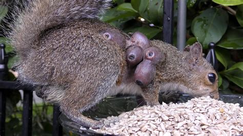 A squirrel with rodent bot fly larvae burrowed under its skin : r/WTF