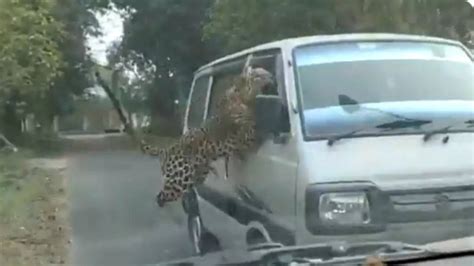 Leopard Attack Video: तेंदुए ने खतरनाक अंदाज में किया कार पर हमला ...