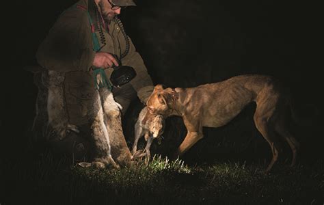 Lurcher - the original cross breed designer dog, asks Shooting Times ...