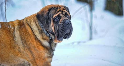 English Mastiff Growth Chart | Mastiff Weight & Size Chart