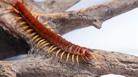 How to Know if You Have a Centipede Infestation? | Information and ...