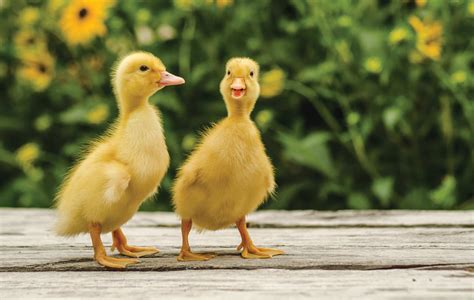 Top 10 Duck Breeds for Beginners: Homesteading 101 - Max My Money