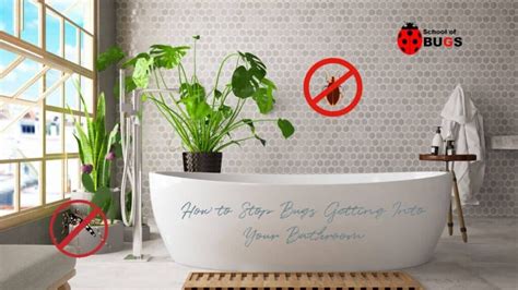 How to Stop Bugs Getting Into Your Bathroom – School Of Bugs