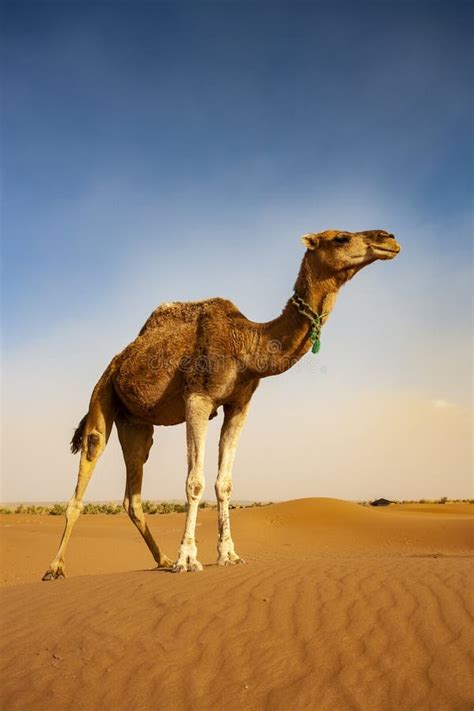 Camel in the Sahara Desert stock photo. Image of sand - 163573634