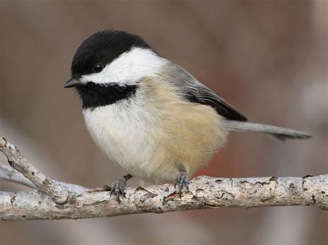 The Chickadee Nest: Chickadee Nesting Habits - Daily Birder