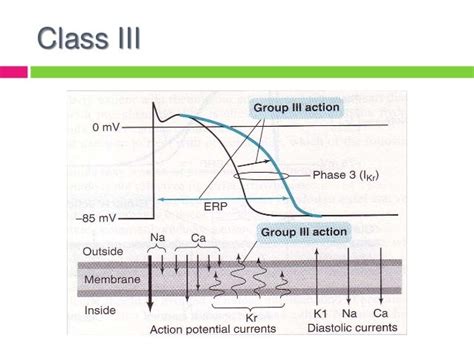 Amiodarone Mechanism Of Action Pdf