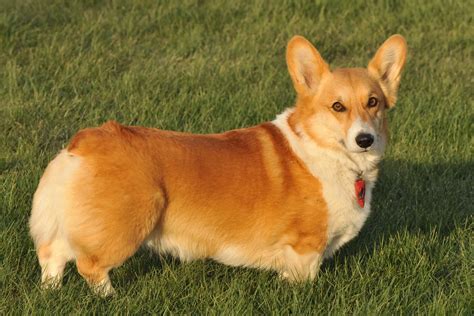 Pembroke Welsh Corgis Info, Facts, Temperament, Puppies, Pictures