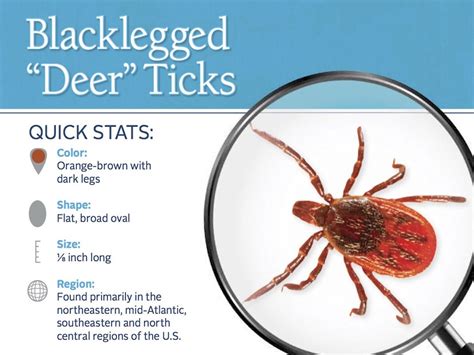 Deer ticks, Ticks, Types of ticks