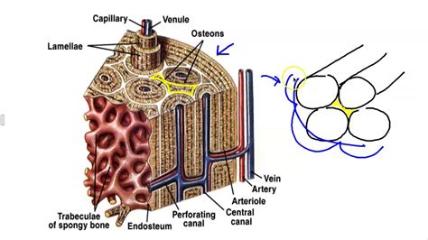 Microscopic Structure of Bone - YouTube