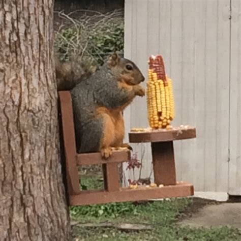 Table and Chair Squirrel Feeder for Corn Cobs - The Birdhouse Chick