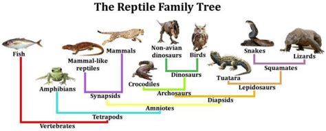 How do Reptiles Breathe? - Reptile Facts