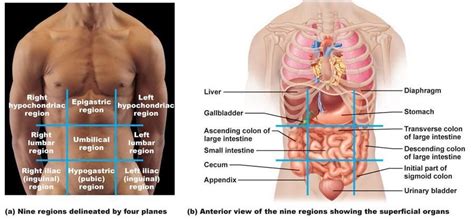 epigastric region - Google Search | Anatomy and physiology, Human ...