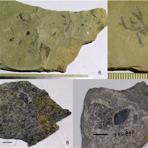 Examples of thalloid plant-like macrofossils from the Silurian of the ...