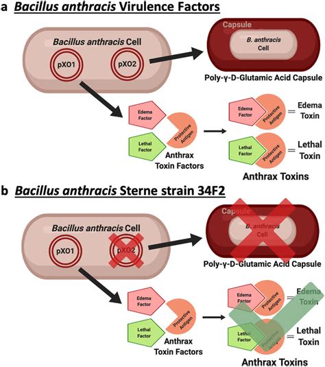 Bacillus Anthracis Cell Structure