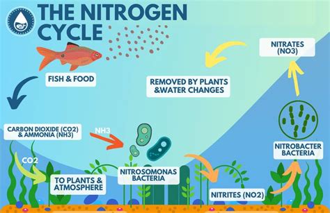 How The Nitrogen Cycle Works | Nitrogen cycle, Fresh water fish tank ...