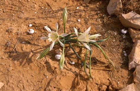 Negev Desert Botanical Garden