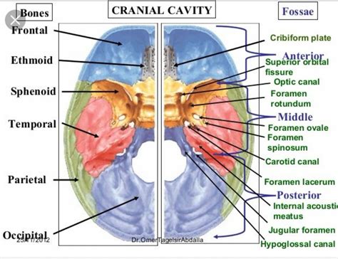 Foramen