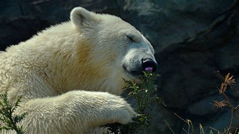 Polar Bear, HD Animals, 4k Wallpapers, Images, Backgrounds, Photos and ...