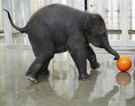 Baby elephant plays ball in Oklahoma