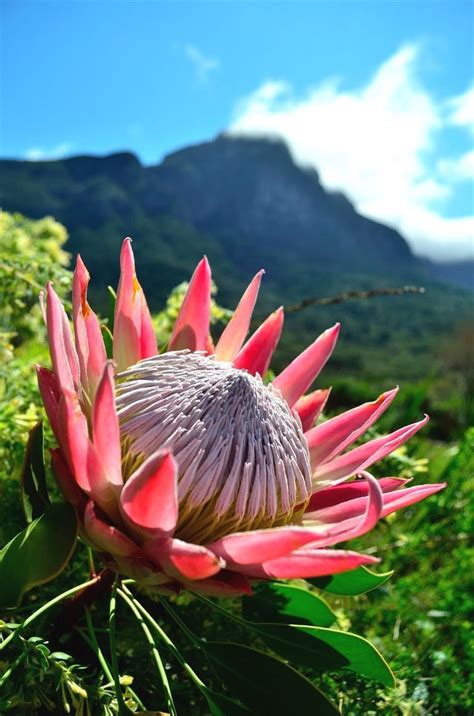 African Savanna Flowers - Pets Lovers