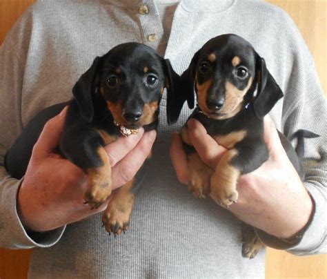 Fabulous Pedigree Mini Dachshund Puppies | in Diss, Norfolk | Gumtree