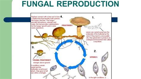 Reproduction in fungi: asexual and sexual methods - Online Biology Notes