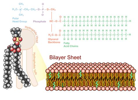 The phospholipid bilayer, the structure of the plasma membrane | Cell ...