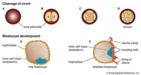 Blastocyst | Definition, Early Development, & Facts | Britannica