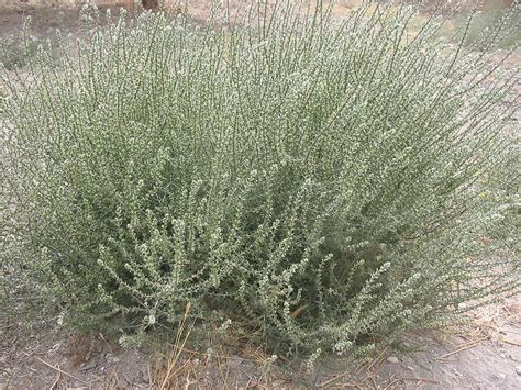 Russian thistle (Salsola kali) | Fraser Valley Invasive Species Society