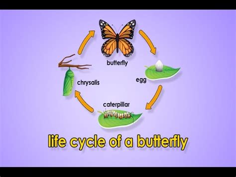 Life Cycle Of Butterfly - Lessons - Blendspace