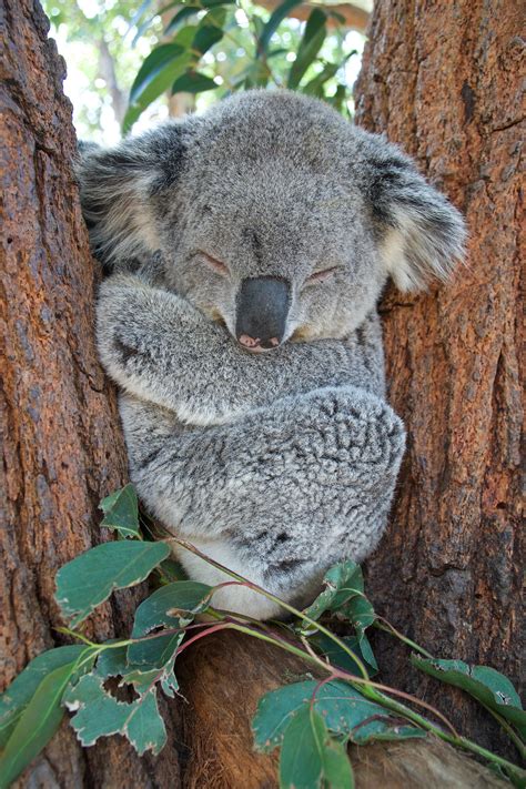 Koala Sleeping Image | 4000x6000 resolution wallpaper