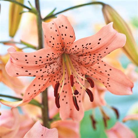 Pink Giant Tiger Lily | Save up to 75% | Breck's