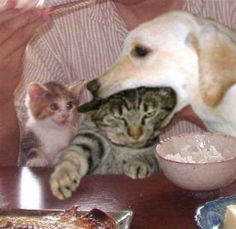 Collection 104+ Pictures Funny Cat And Dog Pictures Updated