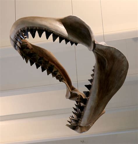 Louisville Fossils and Beyond: Megalodon Shark Jaw Model