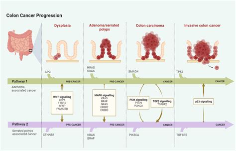 The APC gene - Rethink Biology Notes - Cell Biology