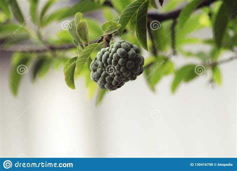 Srikaya Fruit HD Bokeh stock photo. Image of blossom - 130416798