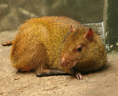 Agouti Information for Kids