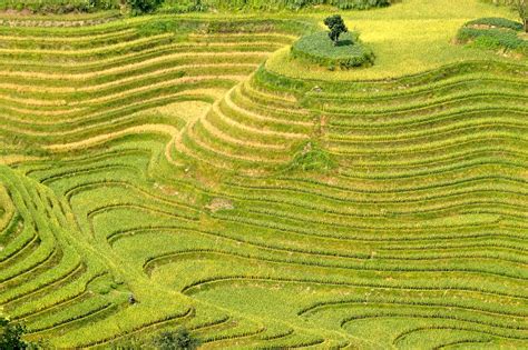 Rice,plantation,rice plantations,rice fields,asia - free image from ...