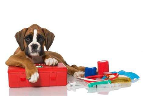 What to Include in Your Dog's First Aid Kit