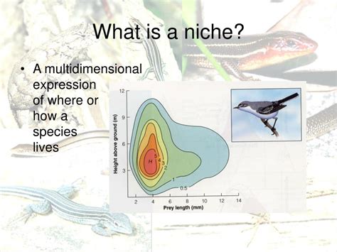 Niche Biology