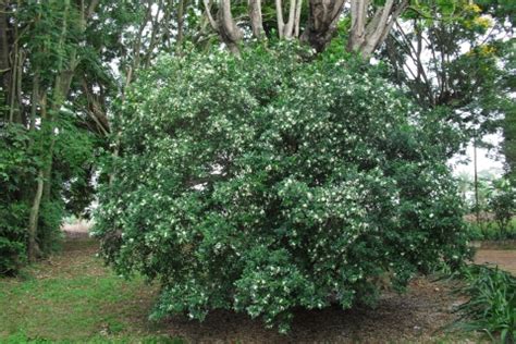 Murraya paniculata - Useful Tropical Plants