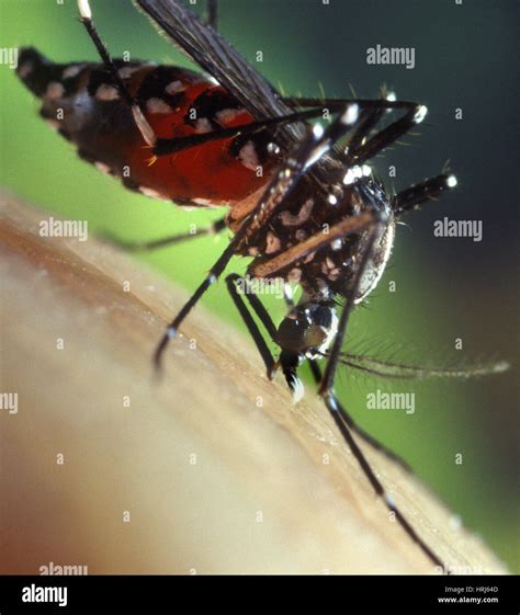 Asian Tiger Mosquito Stock Photo - Alamy