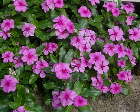 Catharanthus roseus - Alchetron, The Free Social Encyclopedia