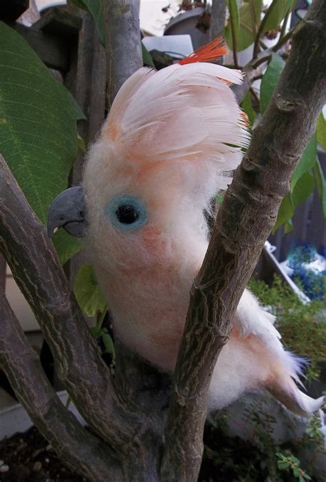 Baby Moluccan/Salmon Crested Cockatoo by FeatheredFauna on DeviantArt