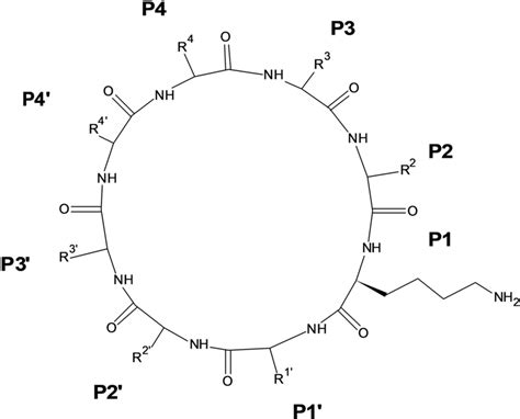 Cyclic peptide modelled by Takagi et al. (Takagi et al. 2017 ...