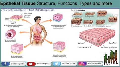 Epithelial Tissue Structure, Functions ,Types And More | Lab Tests Guide