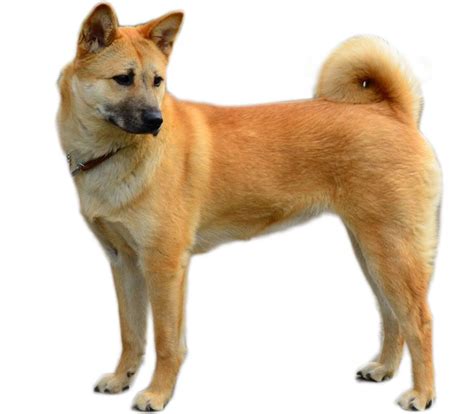 Korean Jindo Dog - Dog Breed Guide