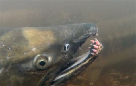 Chum Salmon - Bowen Island Conservancy