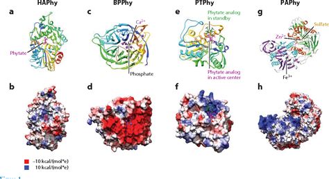 Phytase, a new life for an "old" enzyme. | Semantic Scholar